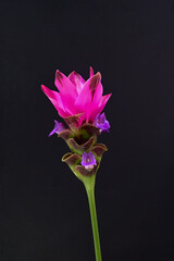 Fototapeta premium Closed up Siam Tulips on isolated black background