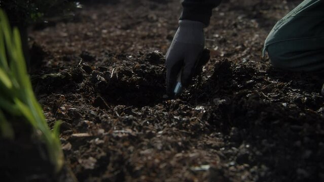 Gardner digging and putting plant in soil