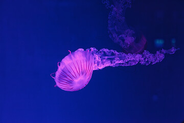 underwater shooting of beautiful Chrysaora hysoscella