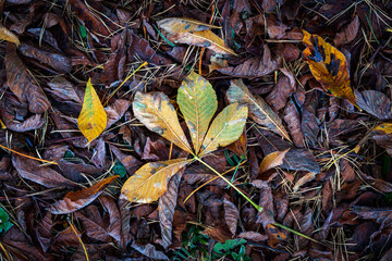 Different leaves in the autumn forest