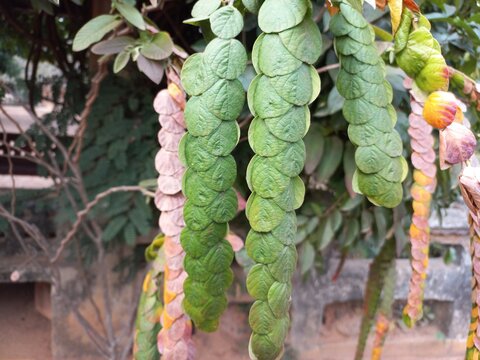Phyllodium pulchellum in a panting garden plant,Phyllodium pulchellum is a  Garden  plant  tree,Phyllodium Pulchellum Stock Photos,Images & Pictures Most commonly plant,Phyllodium longipes long leaf 
