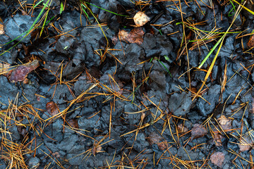 Different leaves in the autumn forest