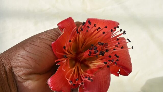 Red cotton tree flower. Bombax ceiba, like other trees of the genus&nbsp;Bombax. It's other names red silk cotton flower,&nbsp;red cotton tree,&nbsp;silk cotton flower and &nbsp;kapok flower. Slow motion video.
