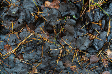 Different leaves in the autumn forest