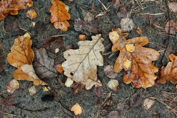 Different leaves in the autumn forest