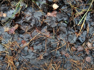 Different leaves in the autumn forest