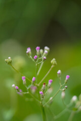 In the morning's gentle glow, tiny pink blossoms of Little Ironweed (Cuphea hyssopifolia) adorn the scene, set against a softly blurred backdrop.