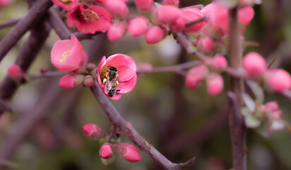 bee on pink flower