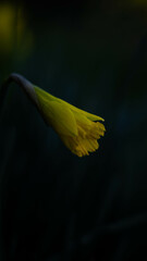 yellow flower on black background