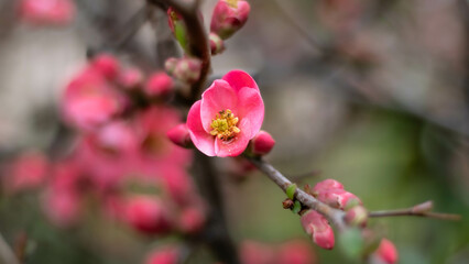 pink magnolia flowers