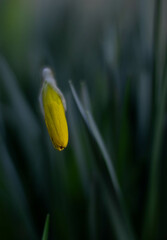 close up of a tulip