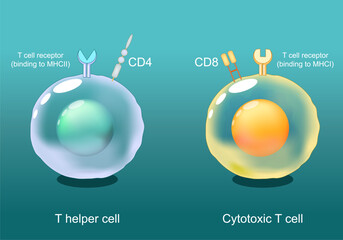 Helper T cells and Cytotoxic T-cells. CD8 and CD4 lymphocytes