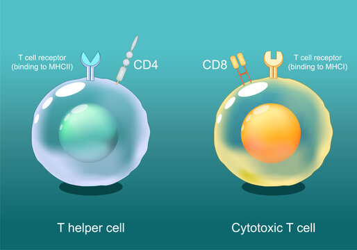 Helper T cells and Cytotoxic T-cells. CD8 and CD4 lymphocytes