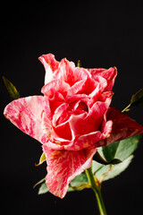 In the captivating contrast against a black backdrop, a close-up of the blooming Ferdinand Pichard rose (Rosa 'Ferdinand Pichard'), adorned in vibrant red with delicate white batik patterns. - obrazy, fototapety, plakaty