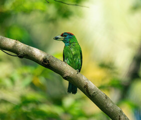 Blue-throated barbet