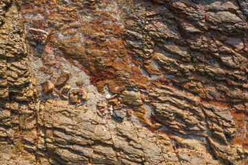 Close-up of reef texture on the beach