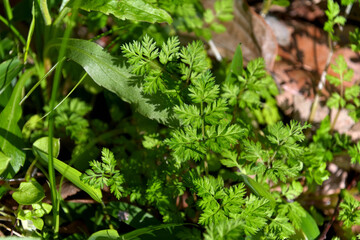 道端に茂ったオヤブジラミの葉っぱ