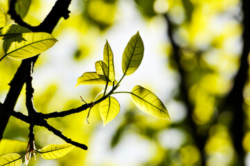 leaves of the sun