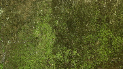 The texture of the walls is covered with green moss