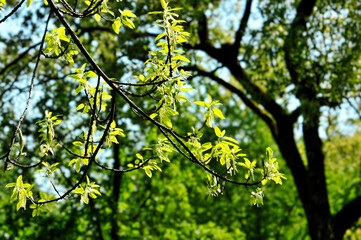 Fototapeta premium leaves of the sun