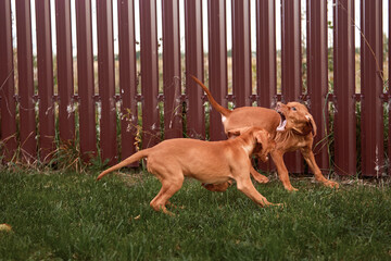 Two Hungarian Vizsla dog puppies play with a Labrador retriever outdoors on the lawn in summer. Content for an article about animals, products for dogs.