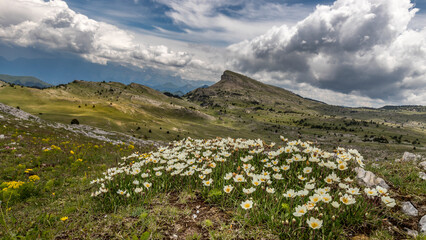 Fototapeta premium Mountain landscape with cloud-laden sky and flowery foreground