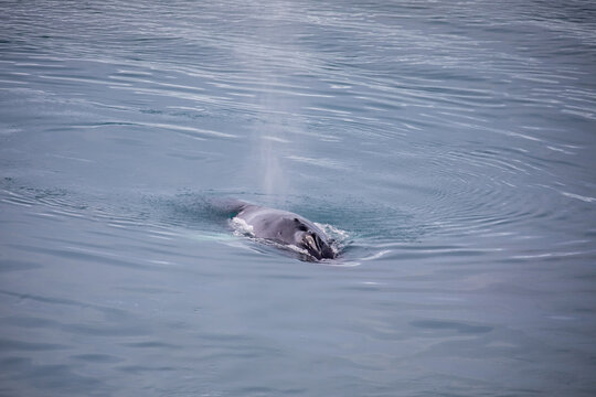 Whale swimming in the sea in Greenland