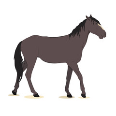 Obraz na płótnie Canvas vector illustration of a dark gray horse isolated on a white background. The theme of equestrian sports, farming, veterinary medicine and animal husbandry 