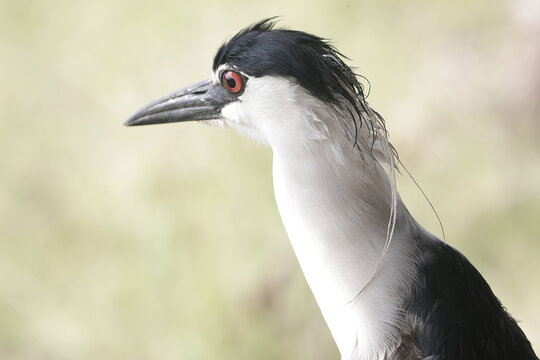 The head of a black-crowned night heron that looks dashing and dignified. This bird has the scientific name Nycticorax nycticorax.