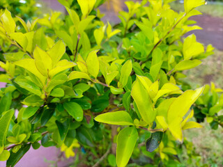 Selective focus. Duranta erecta is a kind of ornamental shrub that is usually used as a fence or border plant in Indonesia.
