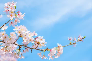 Gordijnen 満開の桜の花と青空とコピースペース © hearty