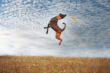 A dog of the breed German Shepherd, Belgian Shepherd, Malinois, plays in a field, in a meadow in the summer, jumps high against the sky. The concept of a healthy lifestyle, for a website, article.