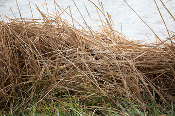 Dry wild grass on the edge of a lake in autumn, yellow dried straws of wild herbs