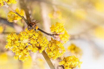 Honey Bee collecting pollen on yellow rape flower on light background