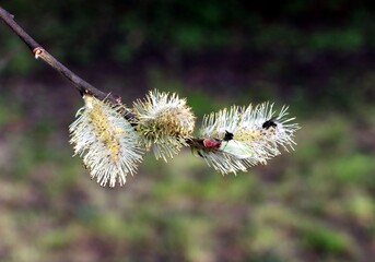 blooming willow tree with catkins and pollen at spring