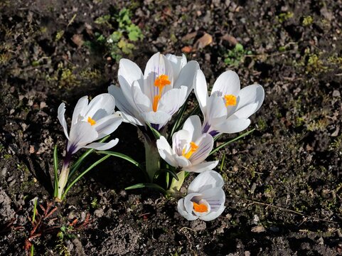 lila and white crocus flowers at spring in park