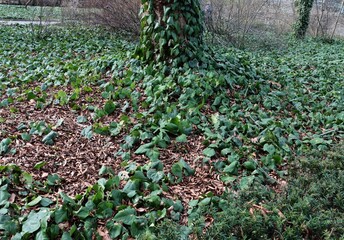 Climbing plant Hedera Colchica in park