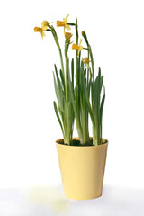 pretty yellow daffodils as plants and flowers of early spring - 753544751