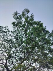 tree and sky