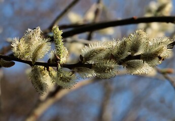 blooming willow tree with catkins and pollen at spring
