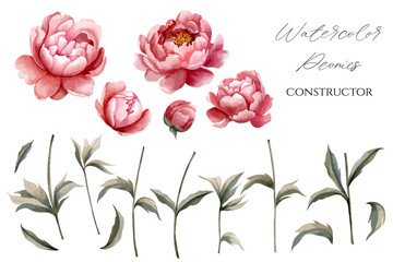 Set of watercolor peonies for floral design. Flowers, buds, stem and leaves. Floral constructor. Vector peony