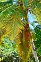 Green palm tree against sunset sky, tropical jungle forest with bright blue sky, idyllic natural landscape