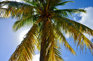 Green palm tree against blue sky and white clouds, looking up, low point of view