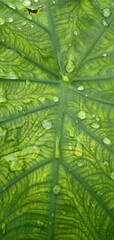 Fototapeta premium Beautiful leaves and natural color backgrounds