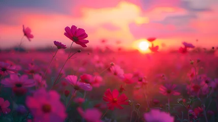 Fotobehang Cosmos flower blossom in garden , © ASHFAQ