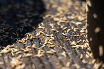 Black soldier fly larvae (BSF) for organic manure recycling waste from food or vegetables.