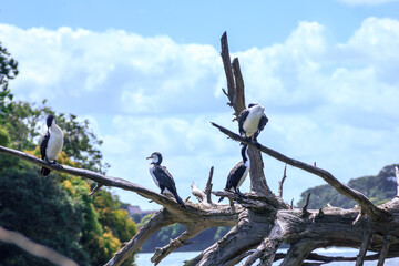 A group of New Zealand large shag (cormorant) perched on a tree branch. Wildlife of Orakei Basin, Auckland