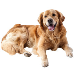 Obraz premium golden retriever isolated on white