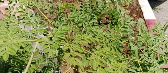 green grass background