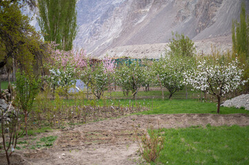 Vibrant apricot blossoms in Ladakh, India, against a backdrop of majestic mountains. Captivating springtime scene in the Himalayas.